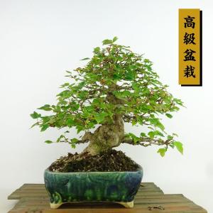盆栽 楓 樹高 約22cm かえで 高級盆栽 Acer カエデ 紅葉 カエデ科 落葉樹 観賞用 現品