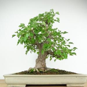 盆栽 楓 宮様楓 樹高 約50cm かえで 高...の詳細画像2
