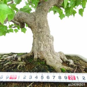 盆栽 楓 宮様楓 樹高 約50cm かえで 高...の詳細画像4