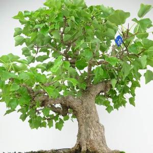 盆栽 楓 宮様楓 樹高 約50cm かえで 高...の詳細画像5