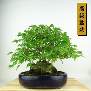 盆栽 楓 樹高 約26cm かえで 高級盆栽 Acer カエデ 紅葉 カエデ科 落葉樹 観賞用 現品