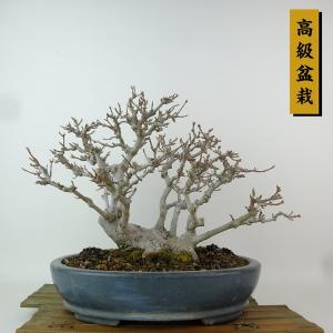 盆栽 楓 樹高 約23cm かえで 高級盆栽 Acer カエデ 紅葉 カエデ科 落葉樹 観賞用 現品