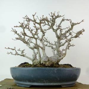 盆栽 楓 樹高 約23cm かえで 高級盆栽 ...の詳細画像2