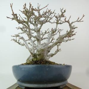 盆栽 楓 樹高 約23cm かえで 高級盆栽 ...の詳細画像3