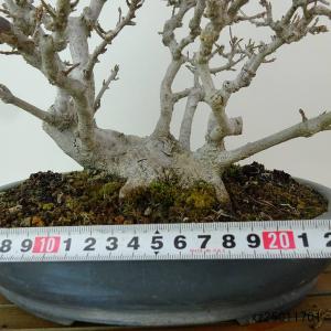 盆栽 楓 樹高 約23cm かえで 高級盆栽 ...の詳細画像4