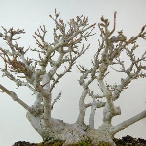 盆栽 楓 樹高 約23cm かえで 高級盆栽 ...の詳細画像5