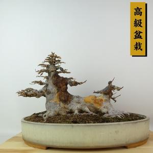 盆栽 楓 樹高 約19cm かえで 高級盆栽 Acer カエデ 紅葉 カエデ科 落葉樹 観賞用 小品 現品