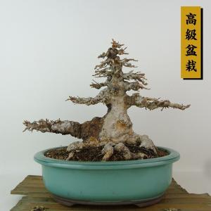 盆栽 楓 樹高 約19cm かえで 高級盆栽 Acer カエデ 紅葉 カエデ科 落葉樹 観賞用 小品 現品