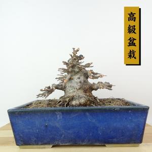 盆栽 楓 樹高 約11cm かえで 高級盆栽 Acer カエデ 紅葉 カエデ科 落葉樹 観賞用 小品 現品