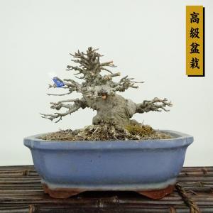 盆栽 特選：早乙女さつき 現品*皐月 サツキ satsuki bonsai 中品盆栽