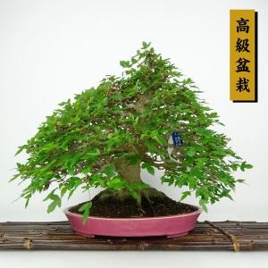 盆栽：黄金真柏 現品* しんぱく シンパク Sabina chinesis Shinpaku