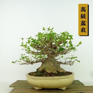 盆栽 楓 樹高 約25cm かえで 高級盆栽 Acer カエデ 紅葉 カエデ科