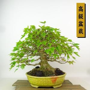 盆栽 楓 樹高 約24cm かえで 高級盆栽 Acer カエデ 紅葉 カエデ科 落葉樹 観賞用 現品