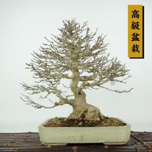 盆栽 楓 樹高 約27cm かえで 高級盆栽 Acer カエデ 紅葉 カエデ科 落葉樹 観賞用 現品