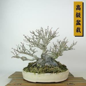 盆栽 楓 樹高 約19cm かえで 高級盆栽 Acer カエデ 紅葉 カエデ科 落葉樹 観賞用 小品 現品