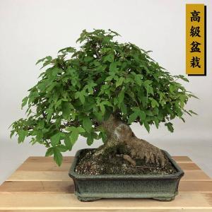 盆栽 楓 樹高 約22cm かえで 高級盆栽 Acer カエデ 紅葉 カエデ科 落葉樹 観賞用 現品