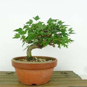 盆栽：大福竹*現品 （仏肚竹）らっきょう竹 ぶったんちく ブッタンチク