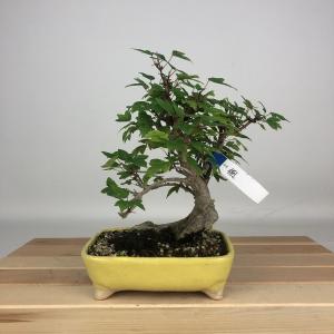 荒皮性モミジ 小品盆栽 貴風盆栽 荒皮紅葉 あらかわしょうもみじ