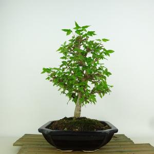 中品盆栽：瑠璃瓢箪(るりびょうたん)【現品】*Ruribyoutann【送料無料