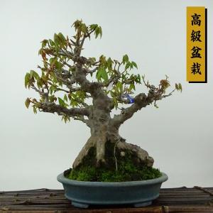 盆栽 楓 樹高 約19cm かえで 高級盆栽 Acer カエデ 紅葉 カエデ科 落葉樹 観賞用 小品 現品