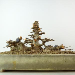 盆栽 楓 樹高 約13cm かえで 高級盆栽 ...の詳細画像2