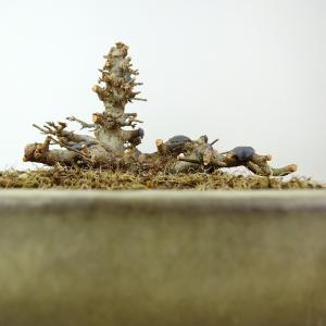 盆栽 楓 樹高 約13cm かえで 高級盆栽 ...の詳細画像3