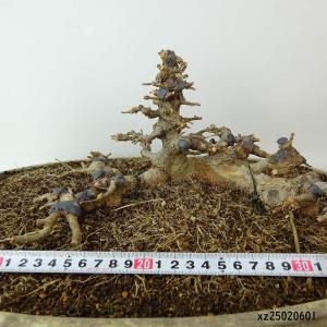 盆栽 楓 樹高 約13cm かえで 高級盆栽 ...の詳細画像4