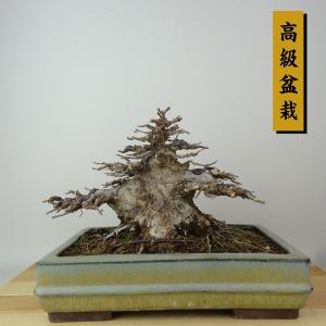 盆栽 楓 樹高 約14cm かえで 高級盆栽 Acer カエデ 紅葉 カエデ科 落葉樹 観賞用 小品 現品