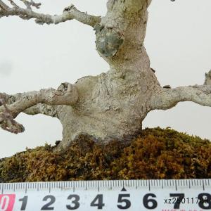 盆栽 楓 樹高 約14cm かえで Acer ...の詳細画像4