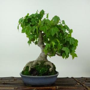 盆栽 楓 樹高 約20cm かえで Acer カエデ 紅葉 カエデ科 落葉樹 観賞用 小品 現品