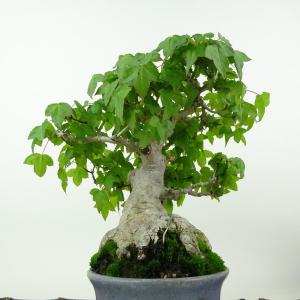盆栽 楓 樹高 約20cm かえで Acer ...の詳細画像3