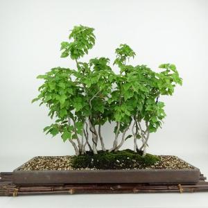 盆栽 楓 宮様楓 樹高 約37cm かえで Acer カエデ 紅葉 寄せ カエデ科 落葉樹 観賞用 現品