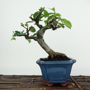 中品盆栽：糸魚川真柏【現品】*【大型ヤマト便配送】 【送料無料