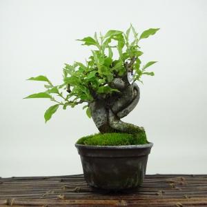 盆栽：特選皐月(金采)現品*さつき サツキ Rhododendron indicum