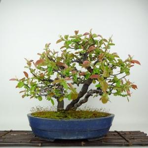 盆栽 花梨 樹高 約31cm かりん Pseudocydonia sinensis カリン バラ科 落葉樹 観賞用 現品