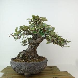 盆栽 寒茱萸 樹高 約19cm かんぐみ Elaeagnus カングミ ミ科 常緑樹 観賞用 小品 現品