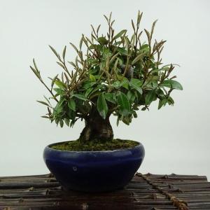 盆栽 特選：皐月(明美の月)現品*さつき サツキ Satsuki bonsai 小品