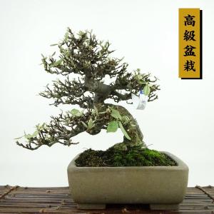 盆栽 特選：皐月(明美の月)現品*さつき サツキ Satsuki bonsai 小品