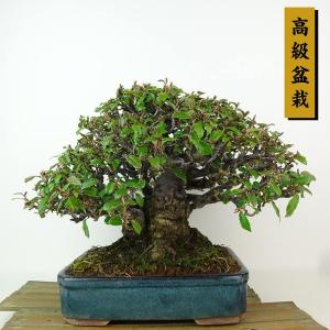 盆栽 寒茱萸 樹高 約21cm かんぐみ 高級盆栽 Elaeagnus カングミ ミ科 常緑樹 観賞用 現品