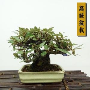 盆栽 寒茱萸 樹高 約11cm かんぐみ 高級盆栽 Elaeagnus カングミ ミ科 常緑樹 観賞用 小品 現品