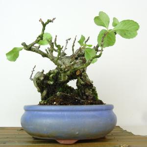 盆栽 寒木瓜 樹高 約15cm かんぼけ Ch...の詳細画像2