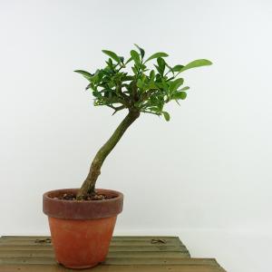 盆栽 金豆 樹高 約20cm きんず Fortu...の商品画像