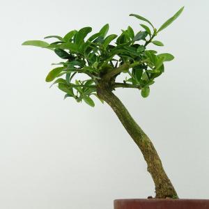 盆栽 金豆 樹高 約20cm きんず Fort...の詳細画像2