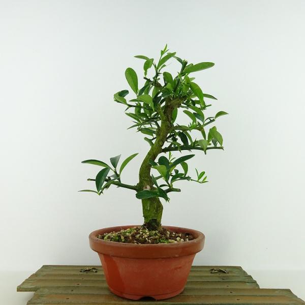 盆栽 金豆 樹高 約23cm きんず Fortunella hindsii キンズ マメキンカンミカ...