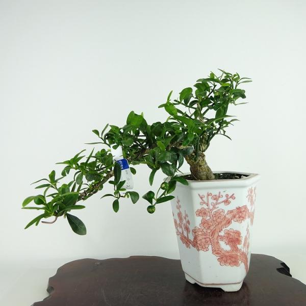 盆栽 金豆 樹高 上下 約16cm きんず Fortunella hindsii キンズ マメキンカ...