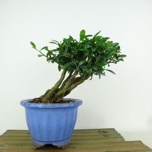 キンズ（金豆） 盆栽仕立て 5号 : 植物・園芸専門店 花育通販Yahoo!店