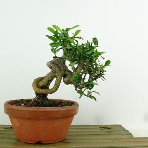 盆栽：橘(たちばな) 現品*タチバナ Tachibana bonsai 中品盆栽 : 遊恵