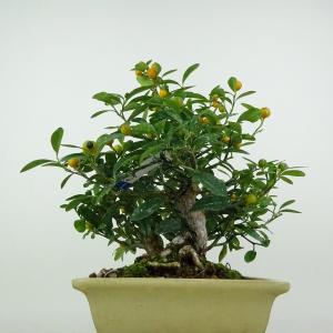 盆栽 金豆 樹高 約22cm きんず 高級盆栽...の詳細画像1
