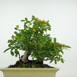 盆栽 金豆 樹高 約22cm きんず 高級盆栽...の詳細画像2