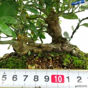 盆栽 金豆 樹高 約22cm きんず 高級盆栽...の詳細画像4
